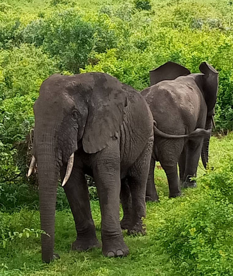elephants