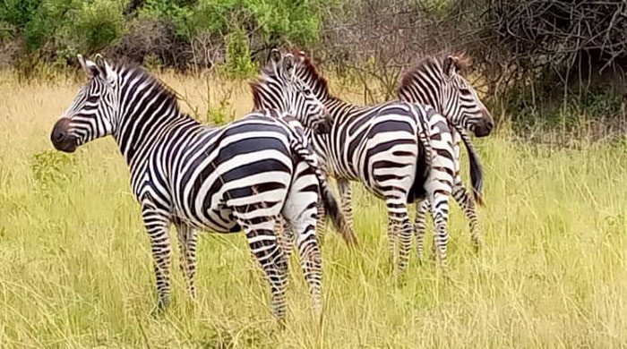 Zebras