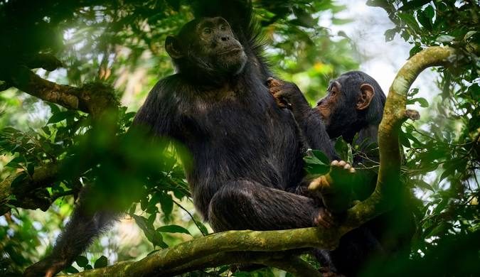 Chimpanzee